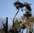 bomen velen